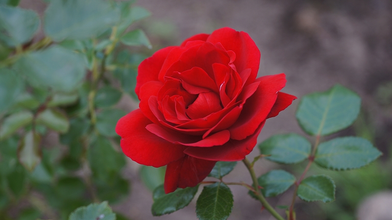 Name:  rose-2.jpg
Hits: 1881
Gre:  258,5 KB