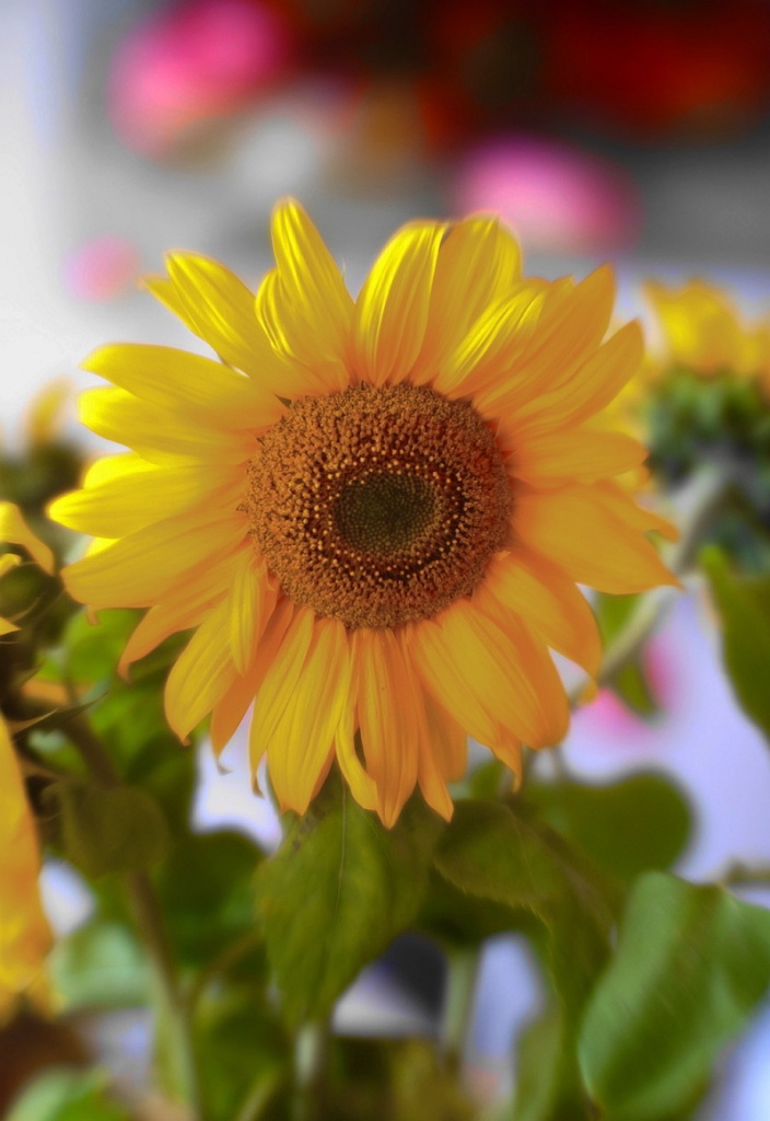 Name:  Sonnenblume.jpg
Hits: 674
Gre:  162,3 KB