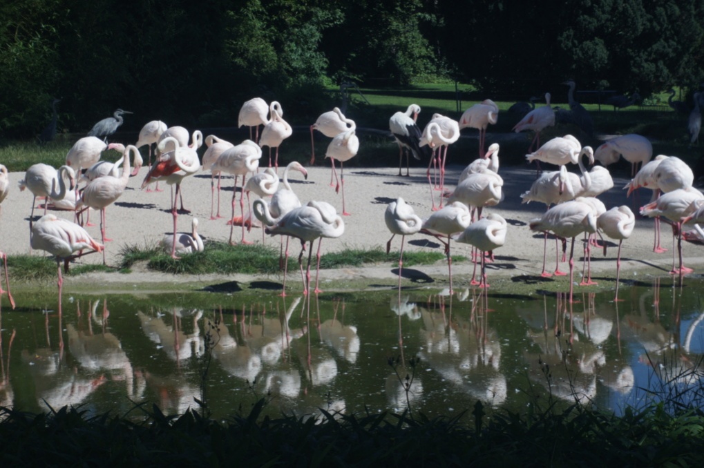 Name:  flamingos.jpg
Hits: 1012
Gre:  231,5 KB