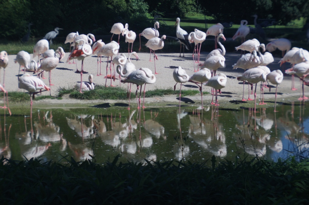 Name:  flamingos3.jpg
Hits: 740
Gre:  223,2 KB
