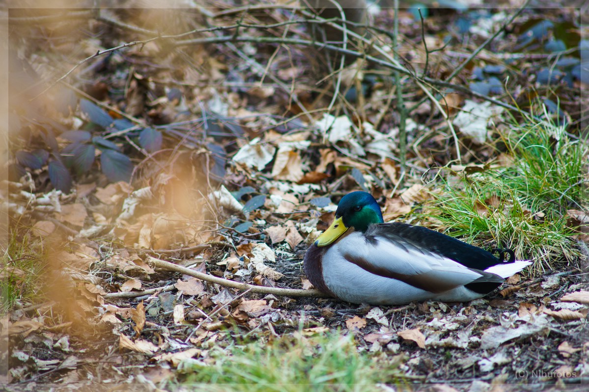 Name:  Niederwrzbacher Weiher 053.jpg
Hits: 3699
Gre:  289,7 KB