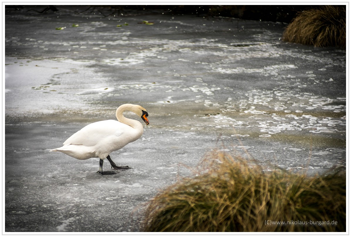 Name:  300kb_Helios 103 + Tokina 60-120-2.8 018.jpg
Hits: 2070
Gre:  288,4 KB