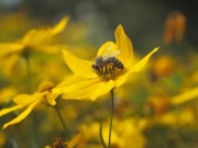 Biene mit Pollen