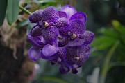 Orchideenblten in blau