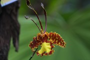 Orchidee mit Gesicht