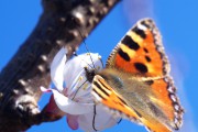Schmetterling auf Mirabellenblte