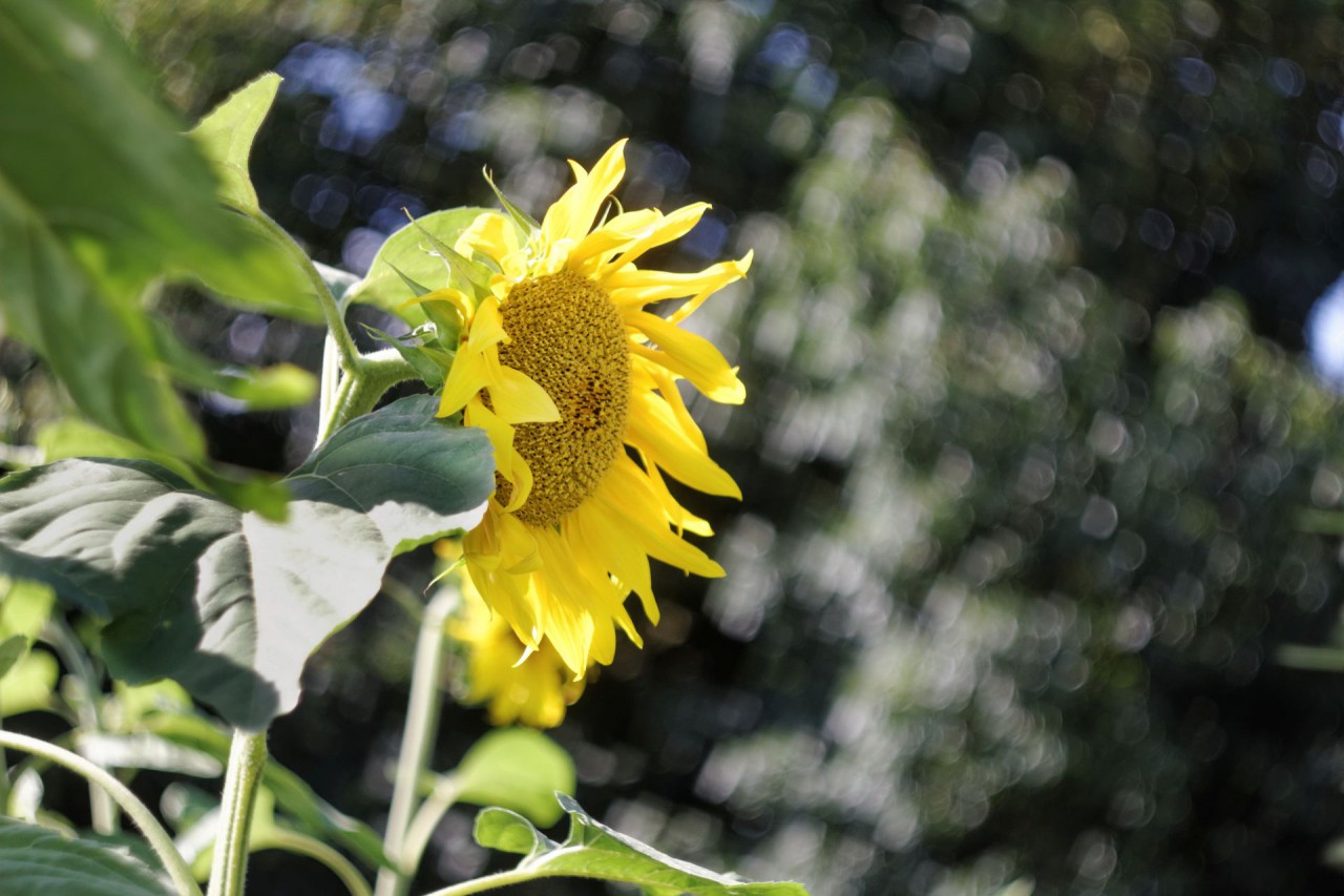 Sonnenblume Typ Zierpflanze