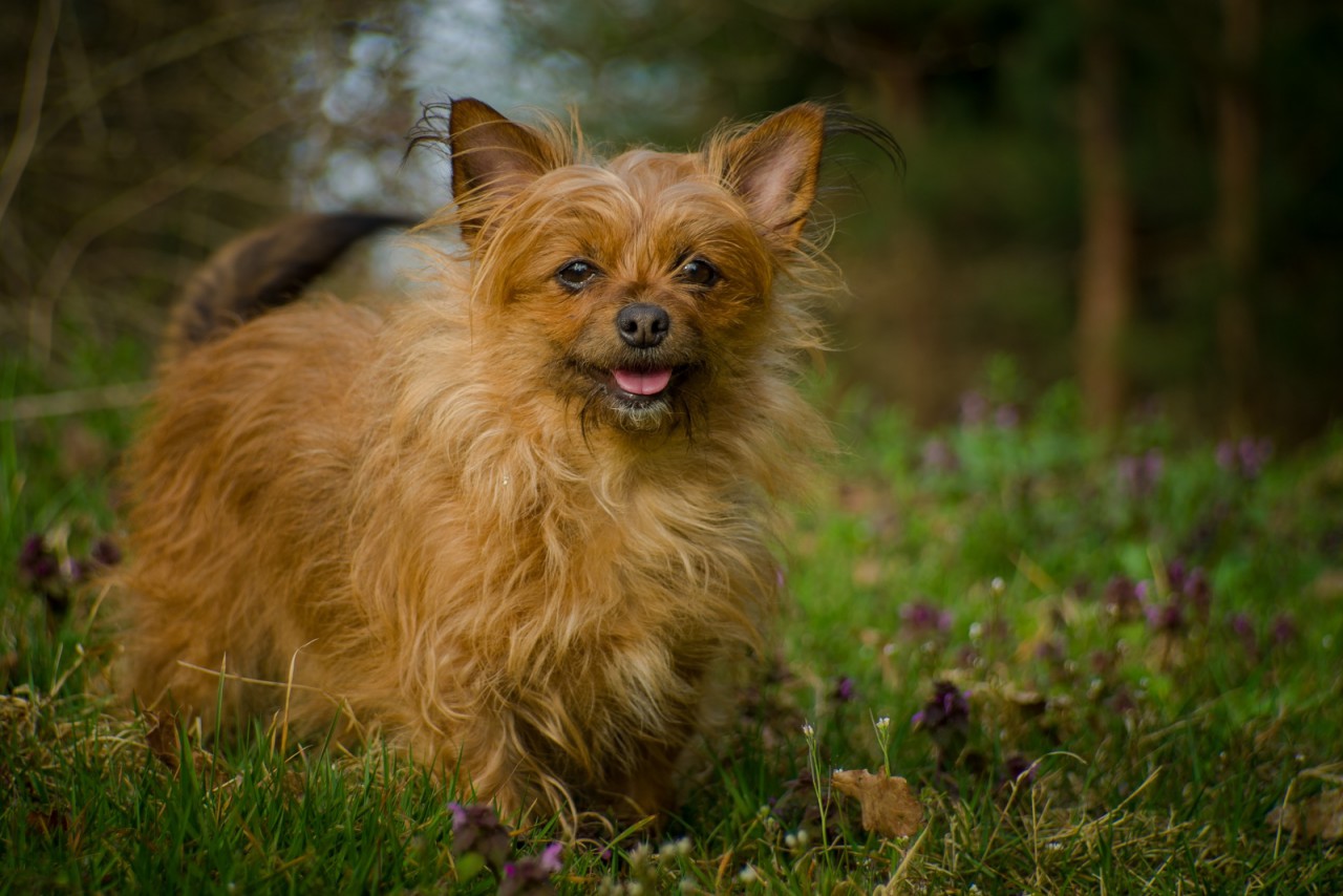 Chihuahua terrier dog portrait