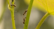 Ameisen mit Blattlaus
