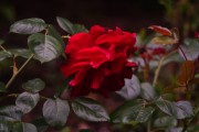 Rose im Morgenlicht