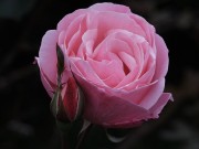 klassische englische Rose