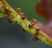 Ameisen mit Blattlusen