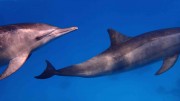  Spinner Delfine von HansDampf