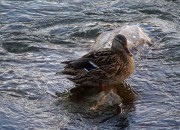 Ente im eisigen Wasser