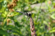Libelle des Jahres 2019- Schwarze Heidelibelle