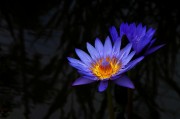 Blaue Seerose im Arboretum