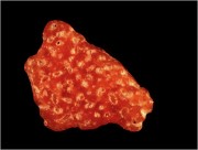 Rote Kieselalge (ca. 1 mm gro)