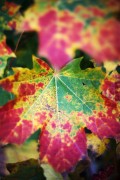 Farben des Herbstes vereint