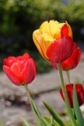 Tulpe rot/gelb