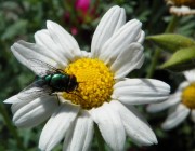 Fliege auf Blume