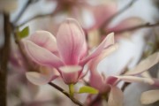 Magnolia - blossom of a magnolia tree
