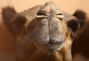 echtes Kamel in der Wste VAE