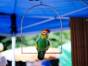 Papagei in einem Marktstand