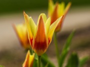 die ersten Tulpen