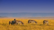 Serengeti - endlose Weite