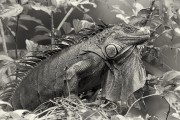 Grner Leguan (Iguana Iguana) - Costa Rica