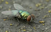 metallic fly