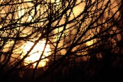 Sonnenaufgang durch knospende Bume