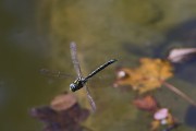 Libellen-Flug