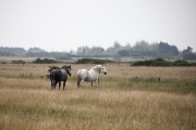Pferde in der Normandie
